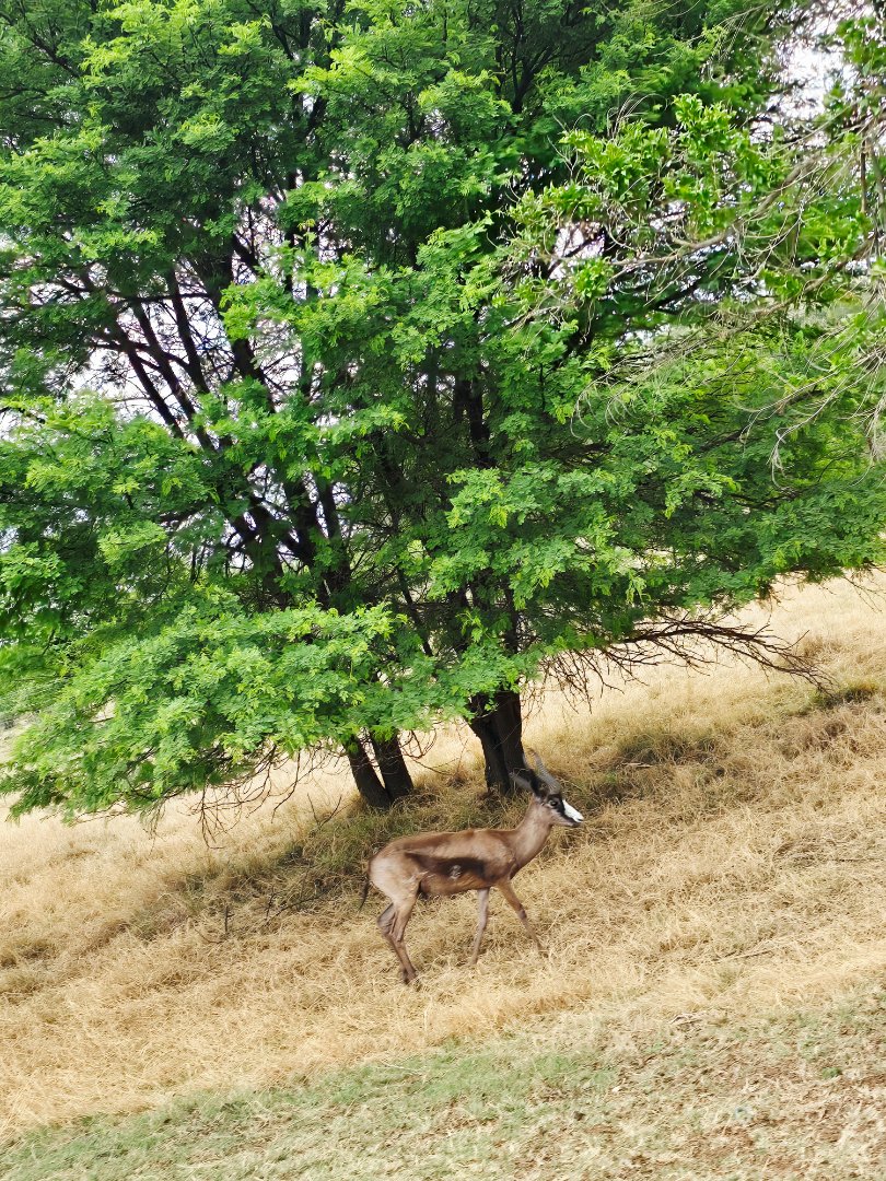 Commercial Property for Sale in Pretorius Kraal Free State